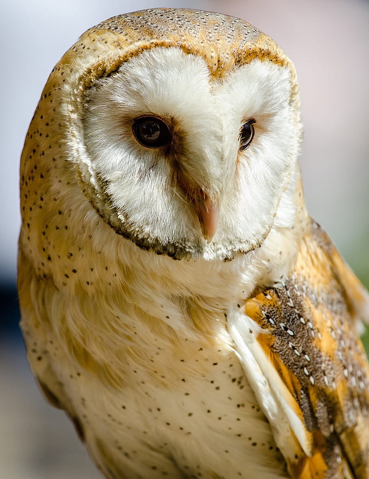 macro shot of white and yellow owl