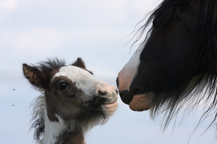 horse and pony