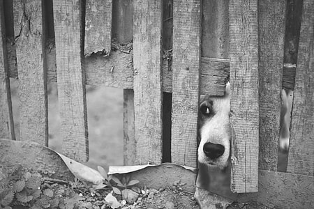 greyscale photo of dog on brown wooden fence