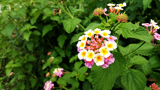 Yellow White and Pink Petaled Flower