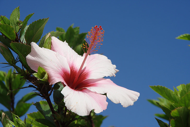 pink Hibiscus flower at daytime
