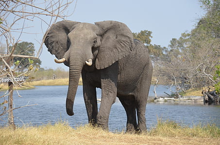 gray elephant standing near leafless tree