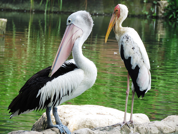 two Pelican birds