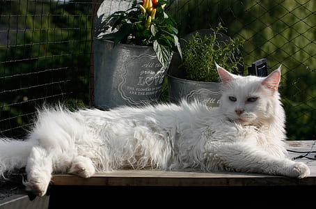 White Long Fur Cat