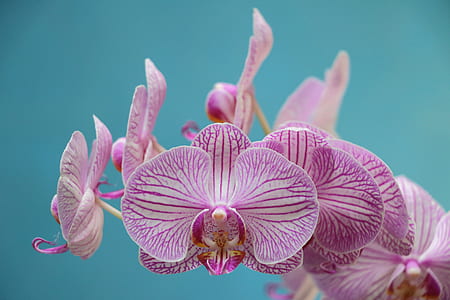 purple and white moth orchids in close-up photography
