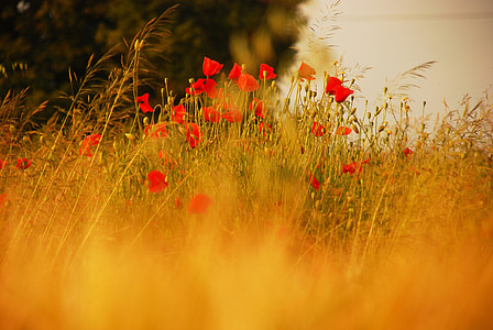 red poppy flower field during daytime