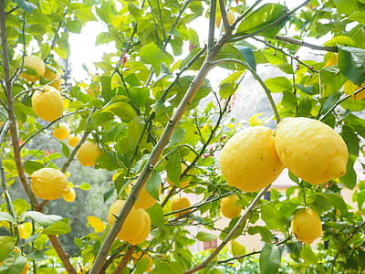 low-angle photography of lemon tree