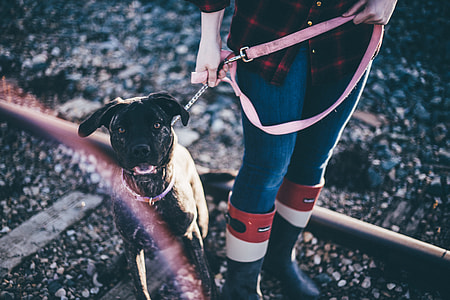 photo of person holding harness with dog