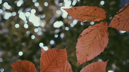 selective focus photo of brown leaves