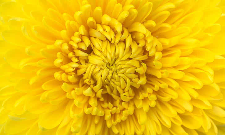 yellow chrysanthemum flower in closeup photo