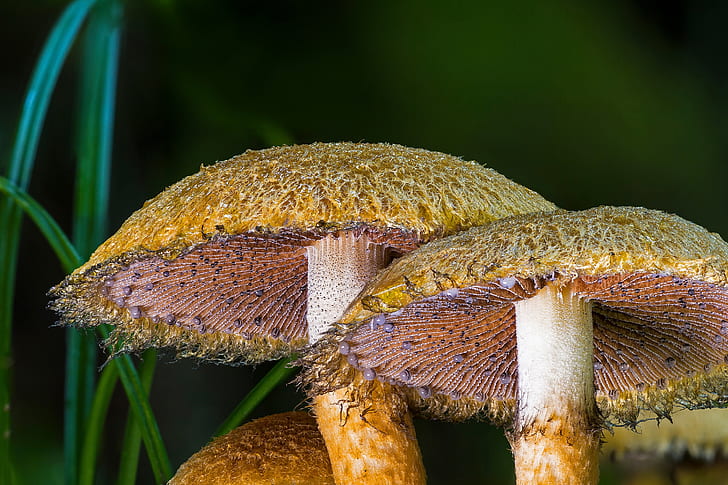 close-up photography of brown mushrooms