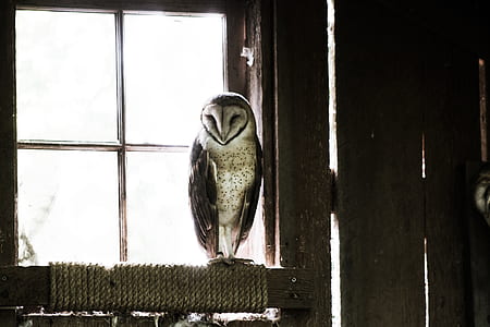 white and gray owl perching on wooden framed glass window