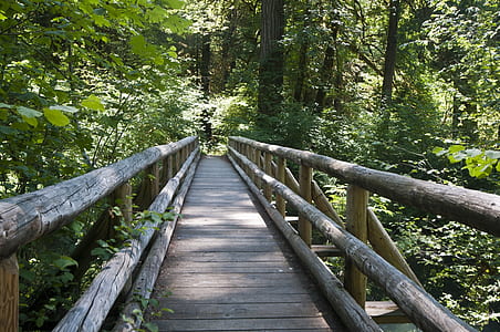 brown wooden foot bridge near forest