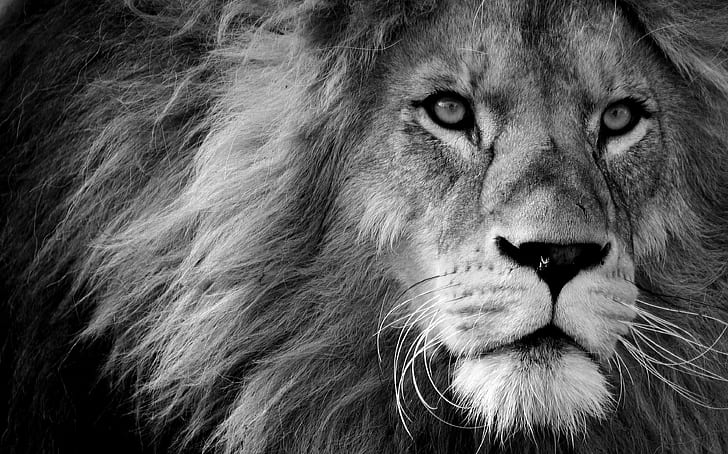 lion photography