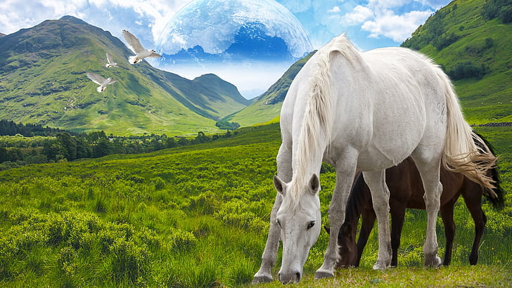 two white and brown horses eating grass graphic wallpaper