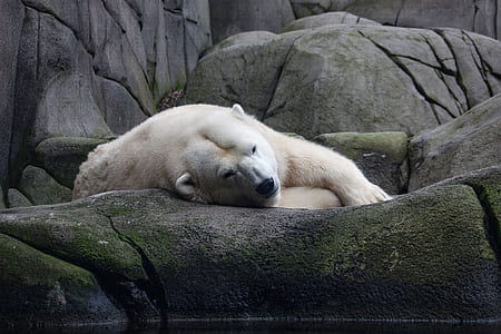 polar bear lying down