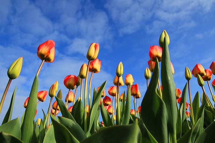 low angle of red-and-yellow tulip field