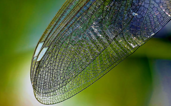 dragonfly wing in self-focus photography