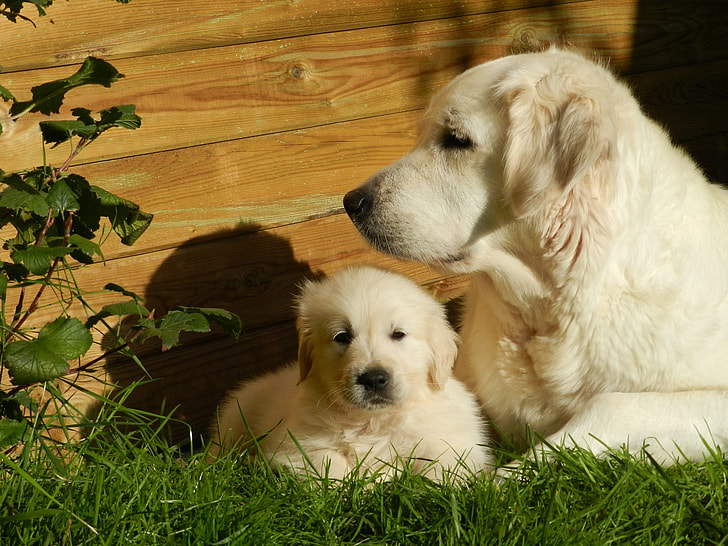 adult yellow Labrador retriever with puppie s