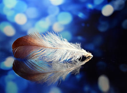 macro shot of white and brown feather