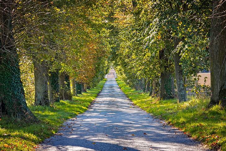 green trees in between gray pathway