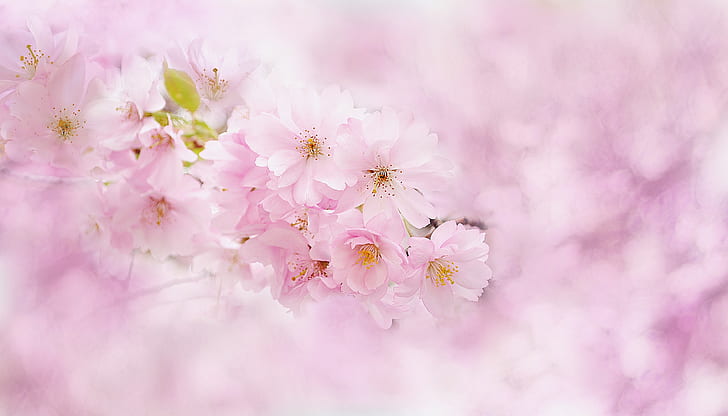 selective focus photography pink cherry blossoms