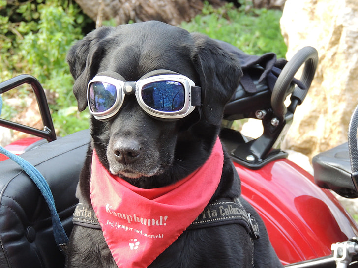 adult black Labrador retriever wearing gray goggles and red handkerchief