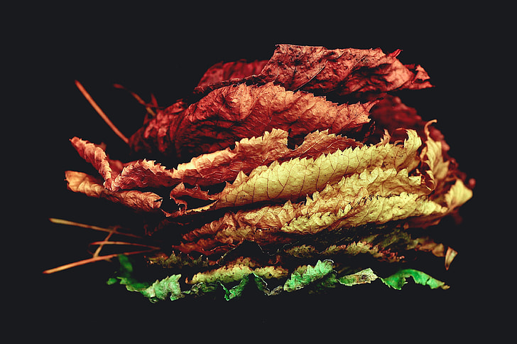 photography of leaves