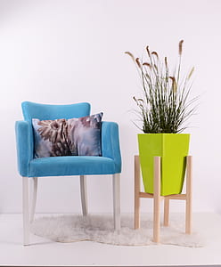 photo of green leaf plant near blue sofa chair