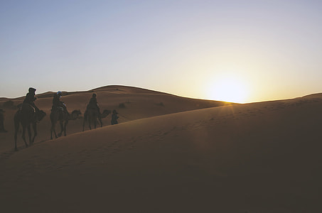 camels walking in desert