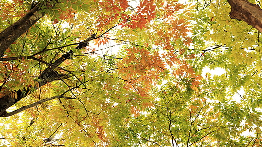 green and orange leaves paintin
