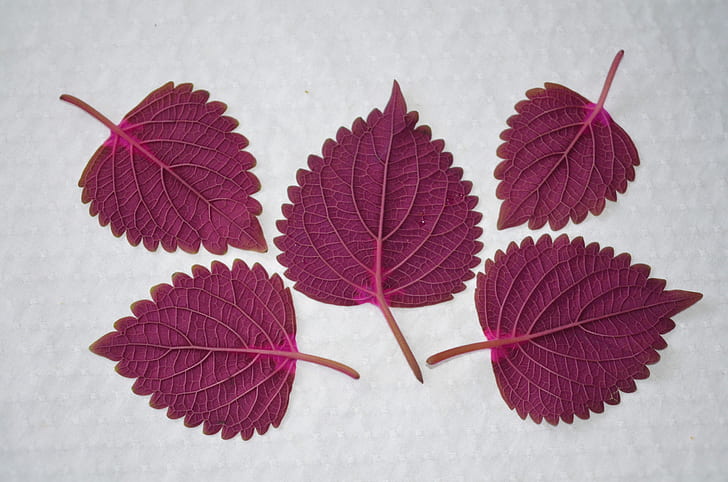 five purple leaves
