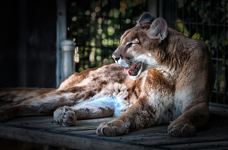 brown cougar lying on brown wooden board