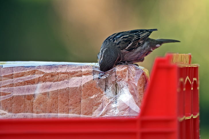 bird eating bread