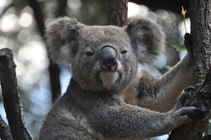 gray Koala Bear on tree branch