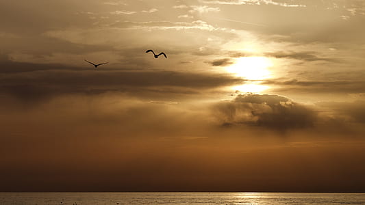 two flying birds above sea during sunset