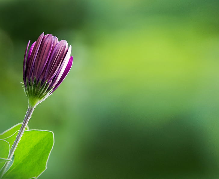 purple osteospermum flower in closeup photo