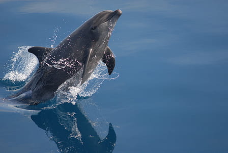 dolphin about to jump