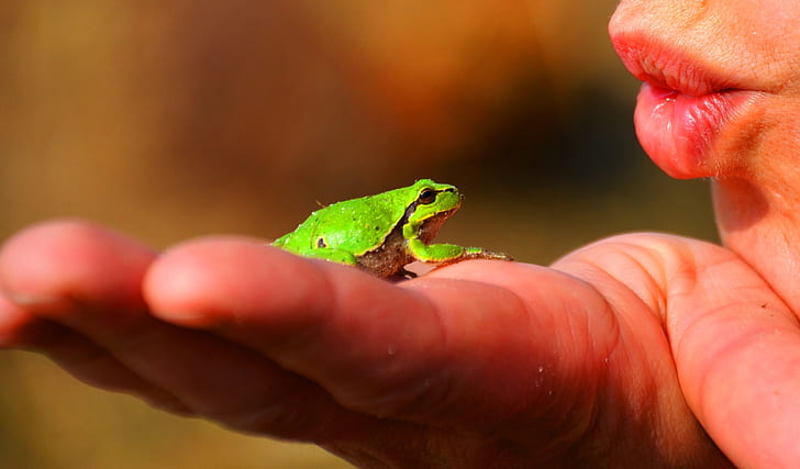 green frog on person's palm