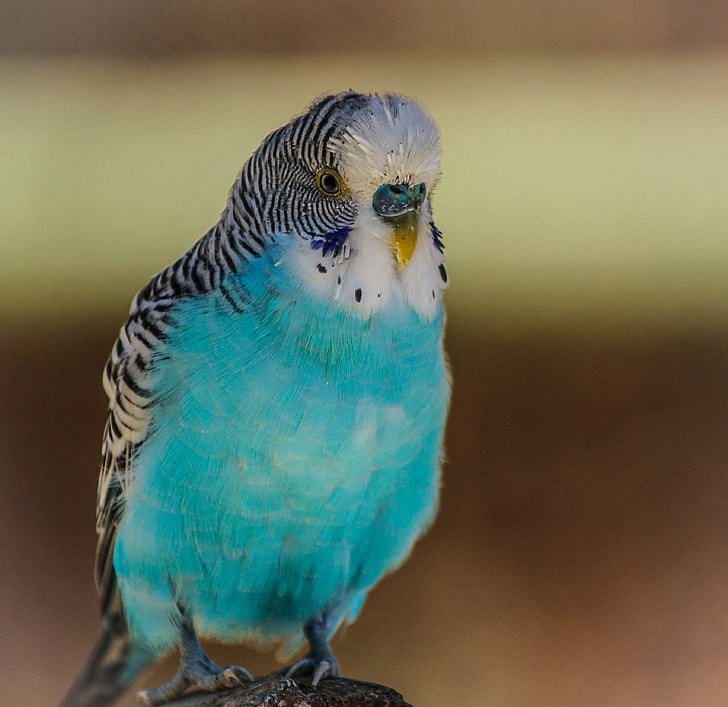 close-up photo of white and blue bird