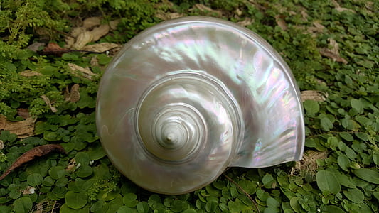 gray nautilus shell