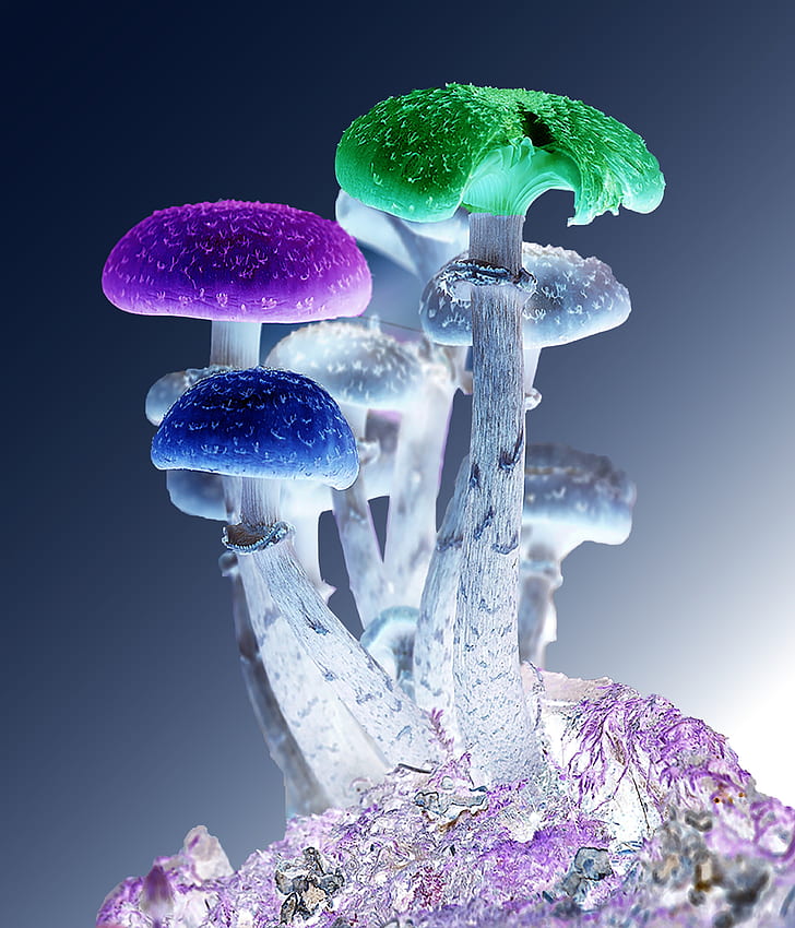 assorted-color mushroom