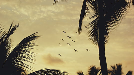 silhouette of flock of birds flying