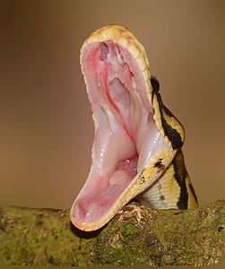 macro photography of yellow and black snake