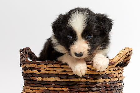 black and white border collier puppy on brown wicker basket