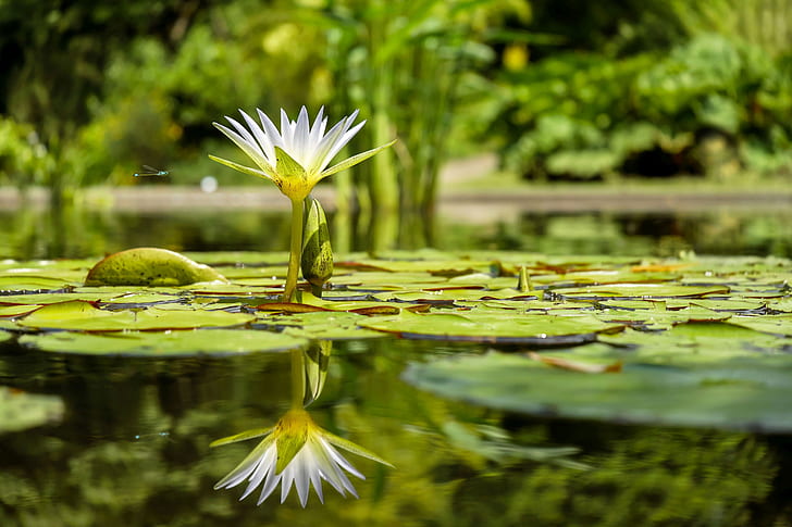 white lotus on water during daytime photo