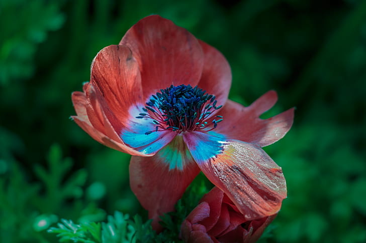 red pasqueflower in close up photography