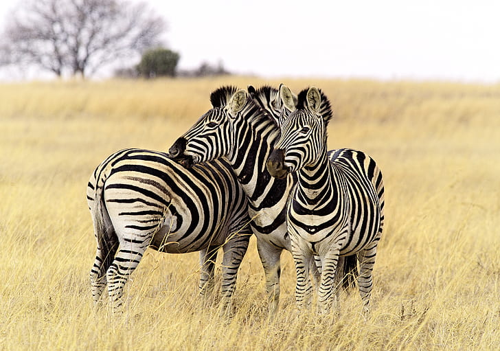 three zebras on green grass during daytime