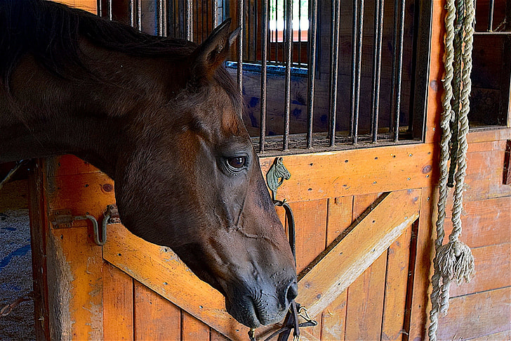 brown horse near brown wooden gate