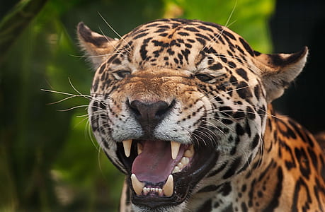 jaguar gnarling in tilt shift lens shot